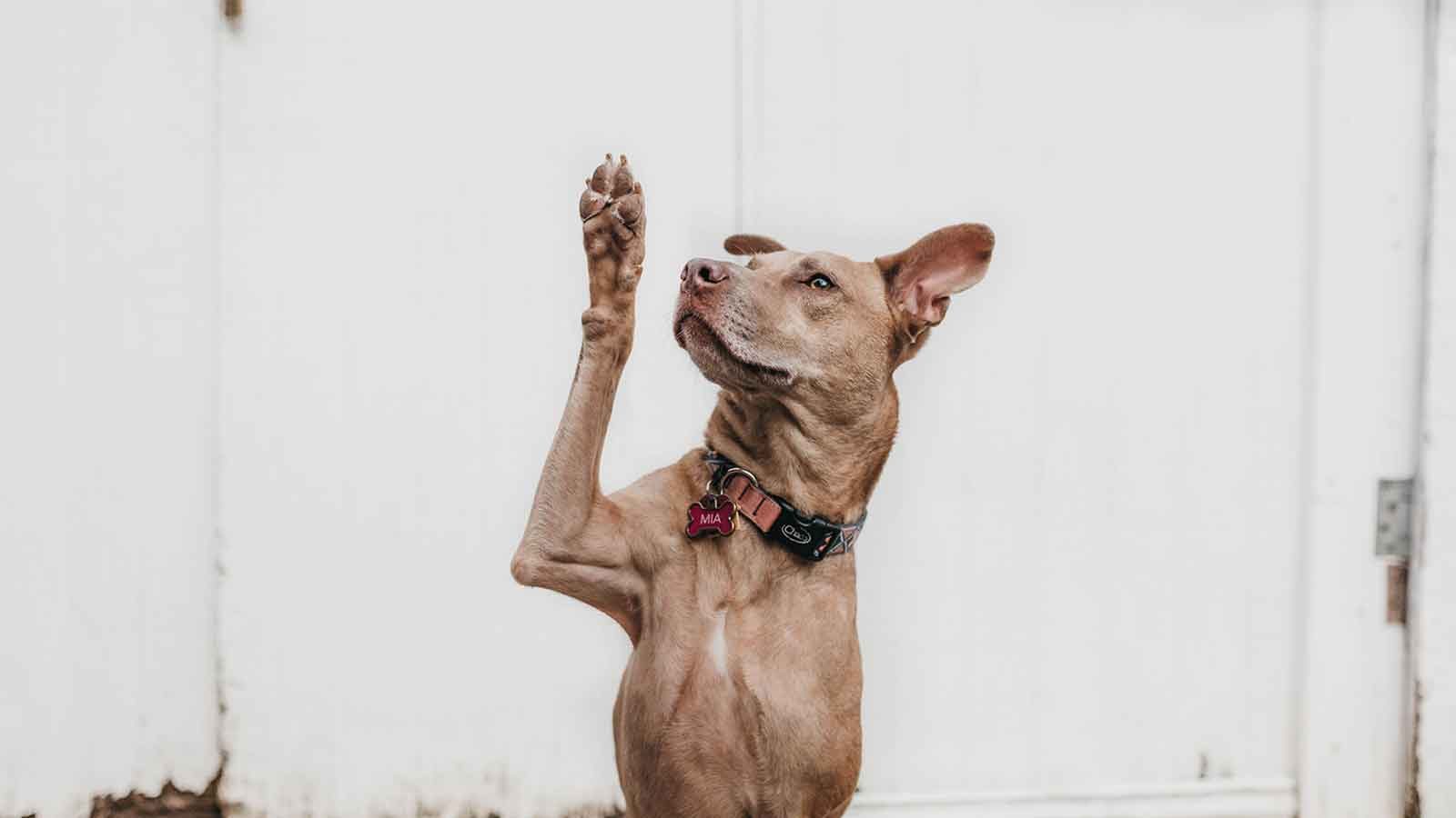 Sitting dog with his paw raised up high