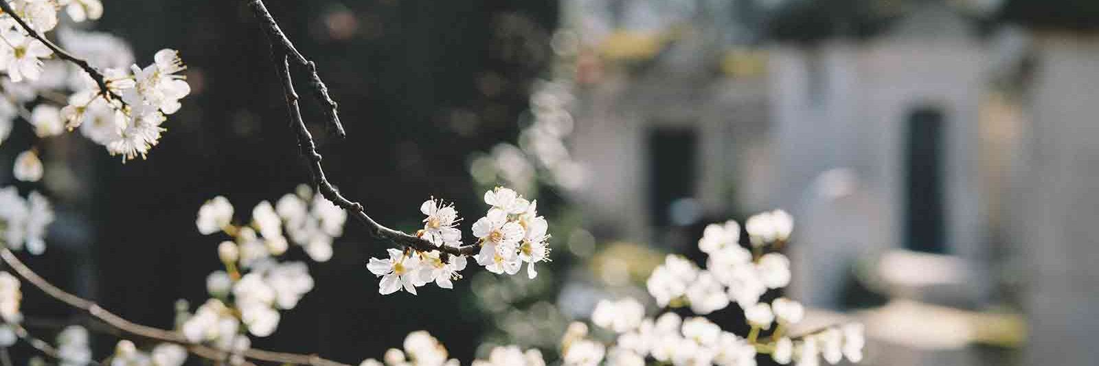 Tree blooming in front of a house